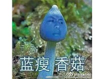 藍瘦香菇什么梗 柯尼卡美能達復印機新代碼？